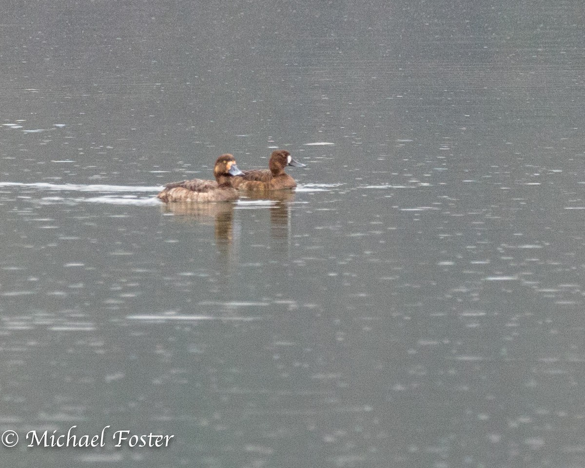 Greater Scaup - Michael Foster