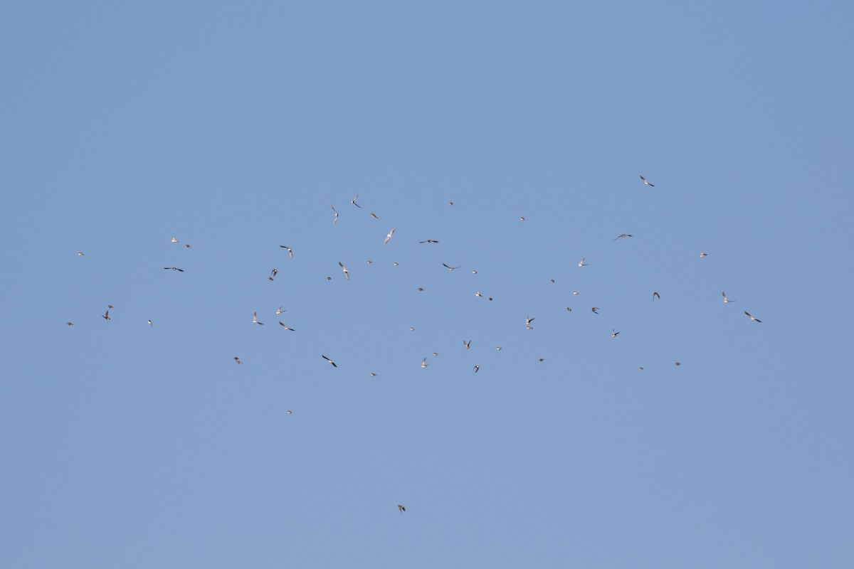 Northern Rough-winged Swallow - Kris Perlberg