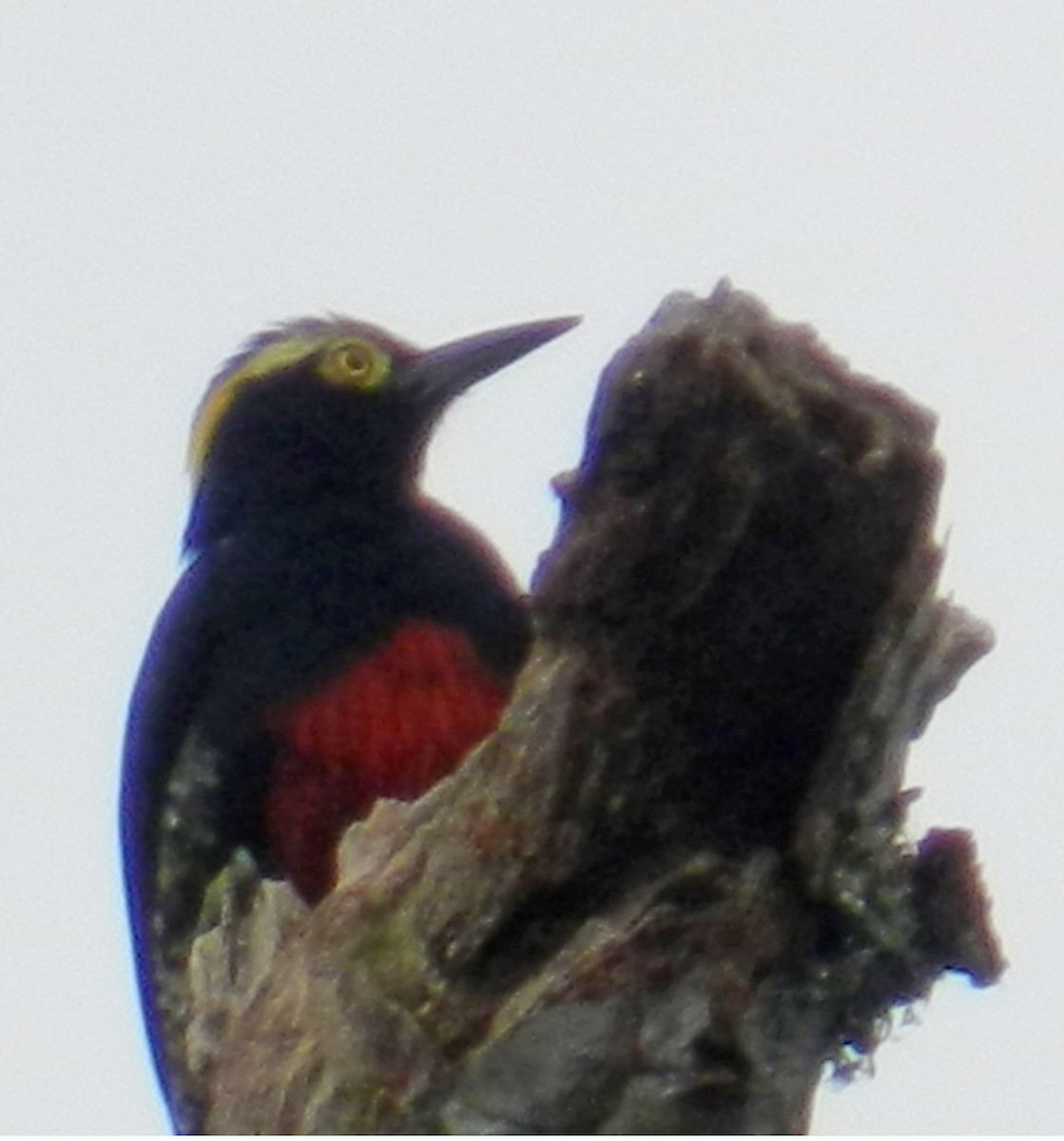 Yellow-tufted Woodpecker - ML152440121