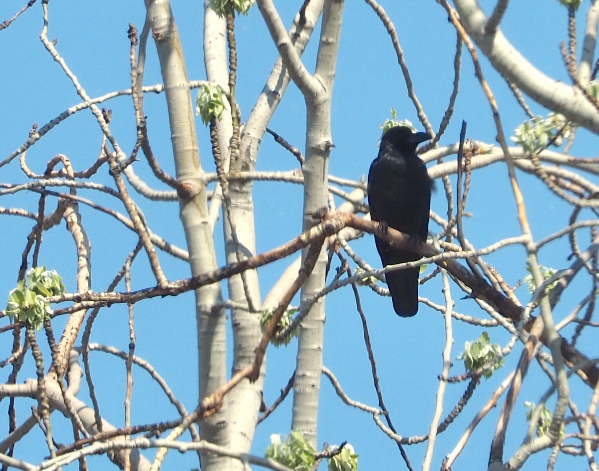 Large-billed Crow (Large-billed) - ML152440231