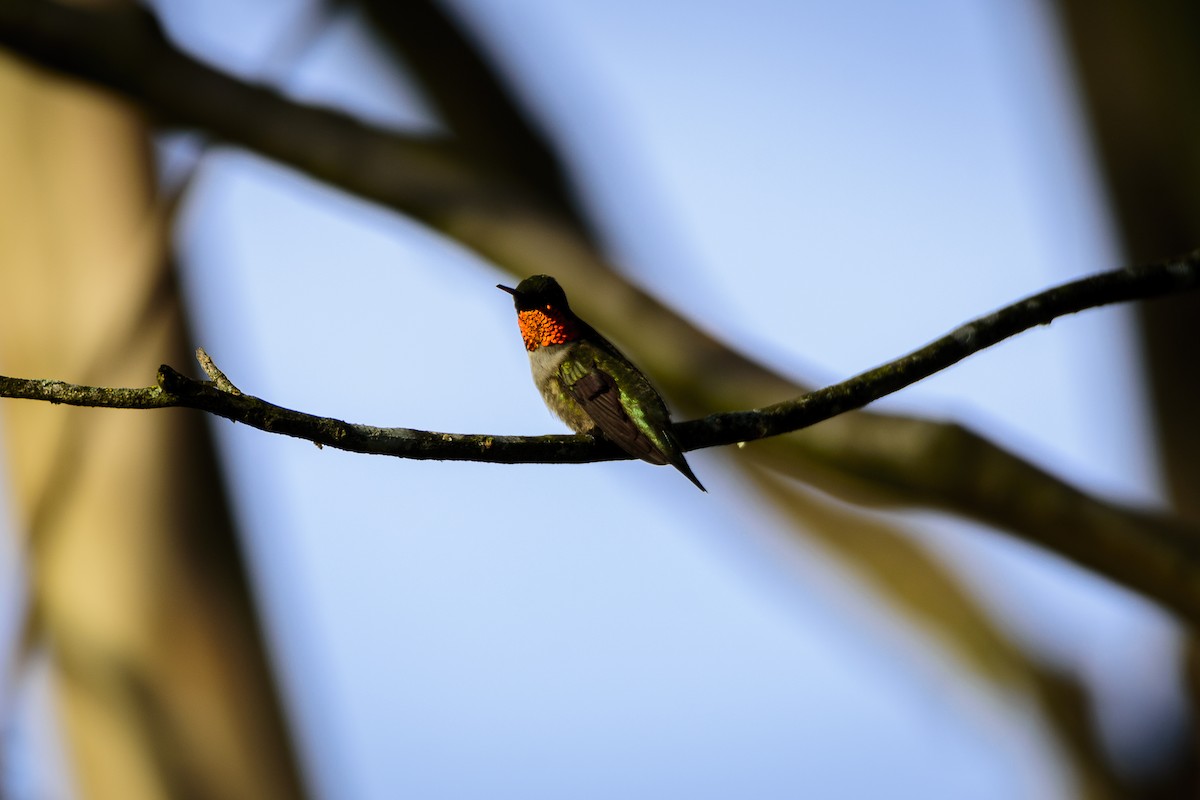 Ruby-throated Hummingbird - Keith Johnson