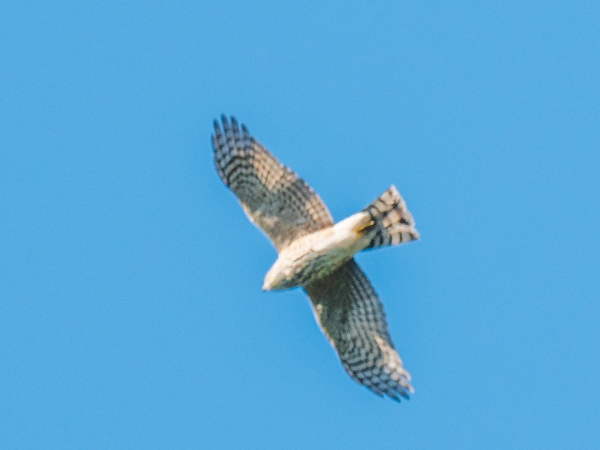 Red-tailed Hawk - Marcus Vorwaller 🦆