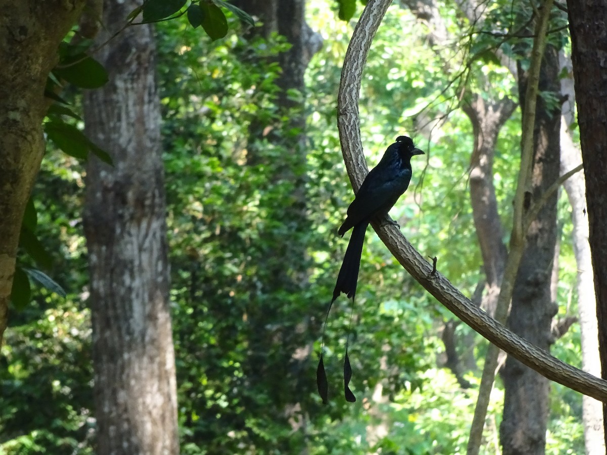 Greater Racket-tailed Drongo - ML152440611