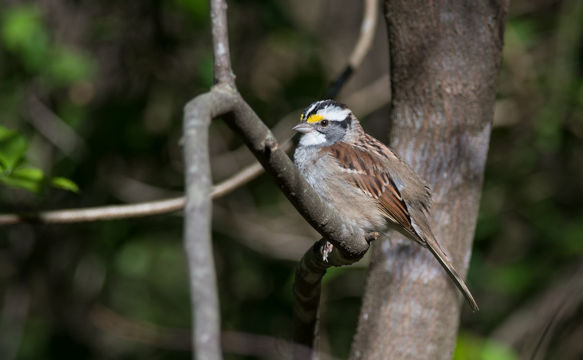 White-throated Sparrow - Taylor Long