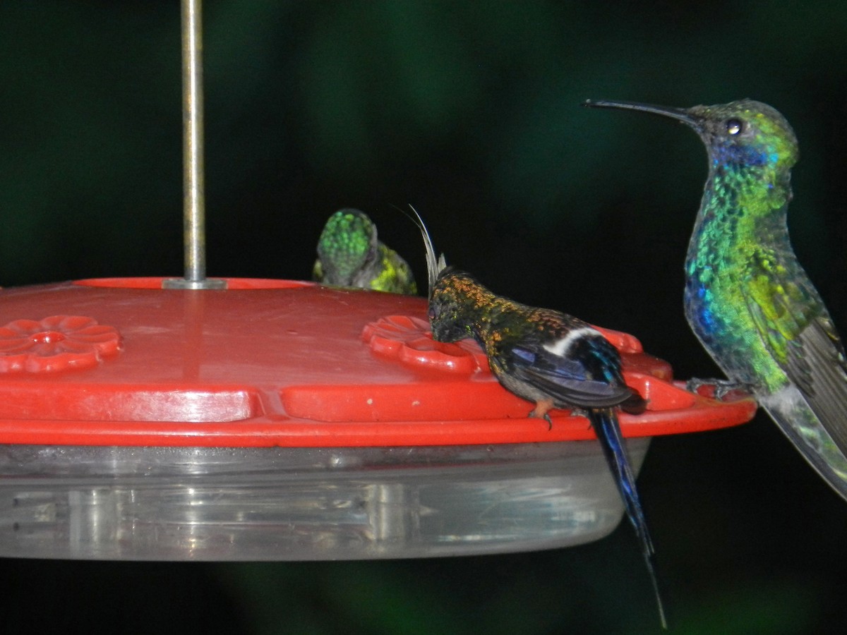 Wire-crested Thorntail - ML152441301
