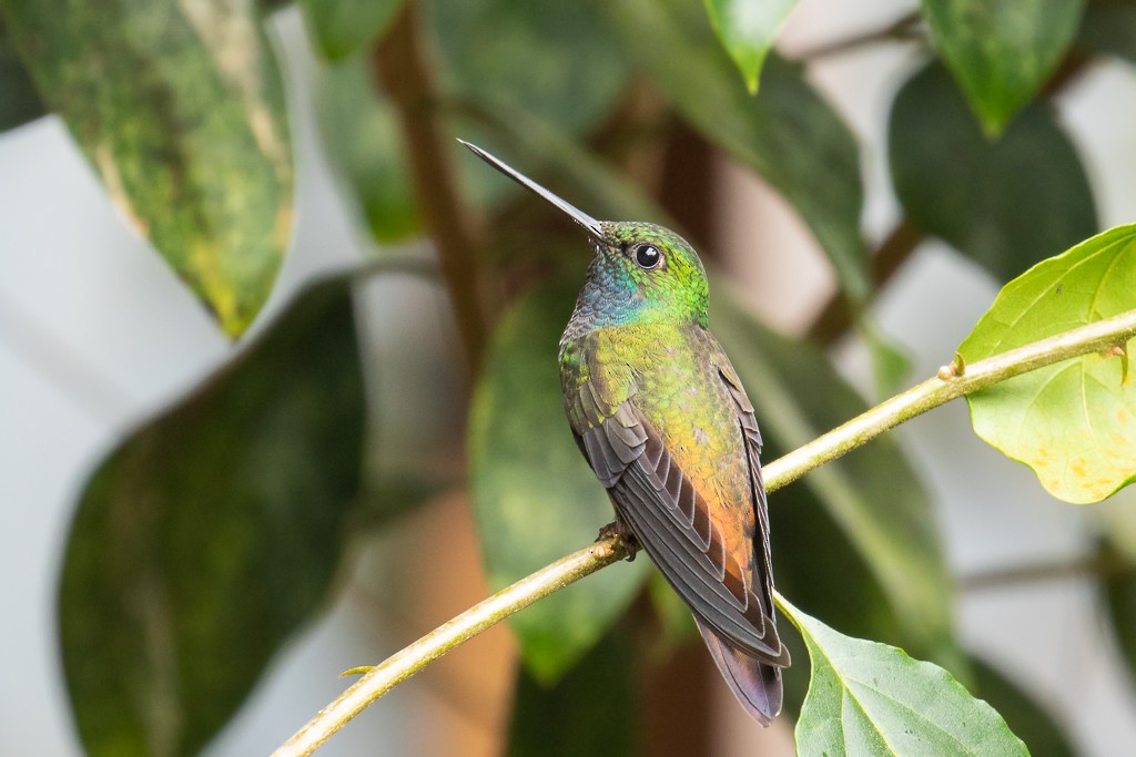 kolibřík zelenohřbetý - ML152441581