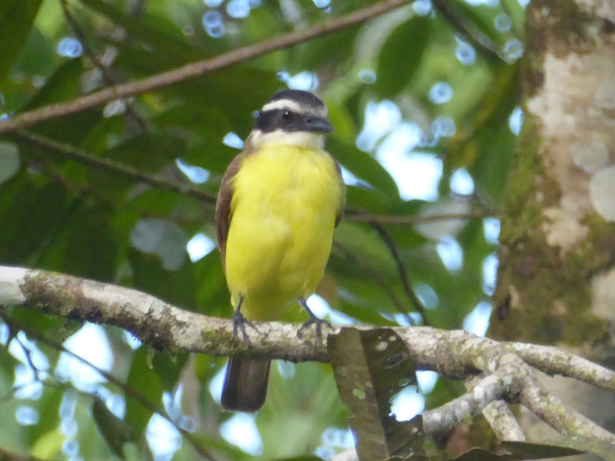 Yellow-throated Flycatcher - Pablo Alvia