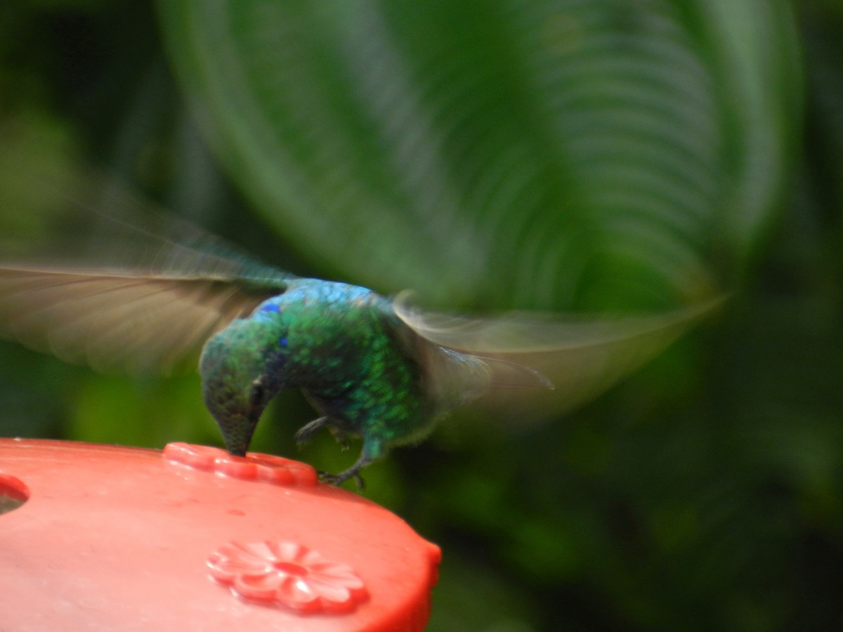 kolibřík modrolící - ML152442881
