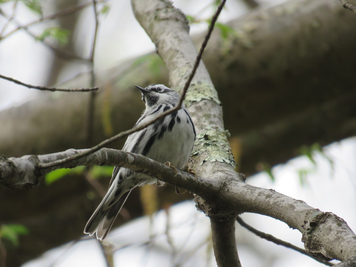Black-and-white Warbler - Becky Laboy