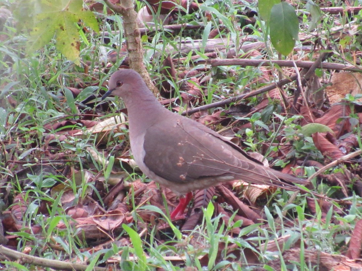 White-tipped Dove - Franklin  Aguilar