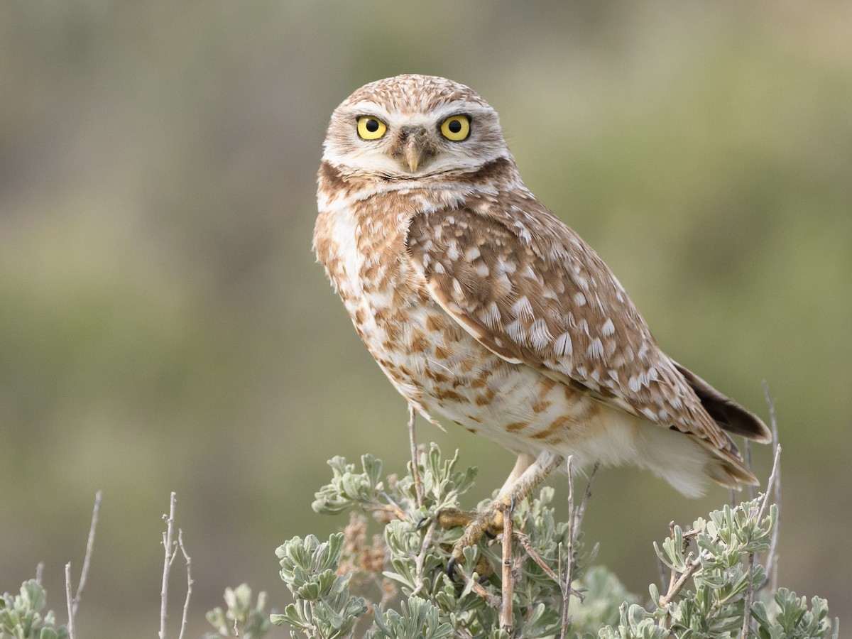 Burrowing Owl - Darren Clark