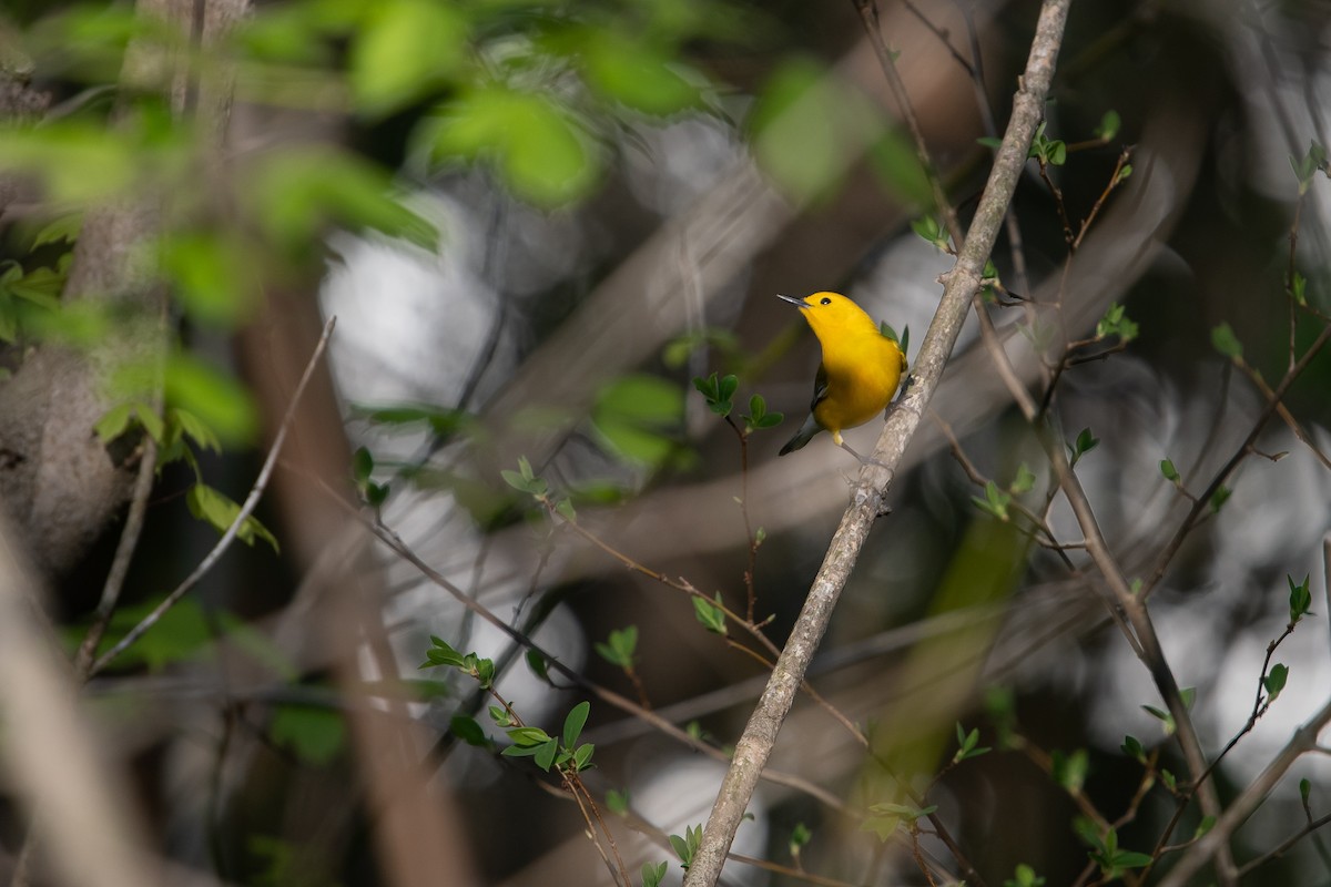 Prothonotary Warbler - Cory Kampf