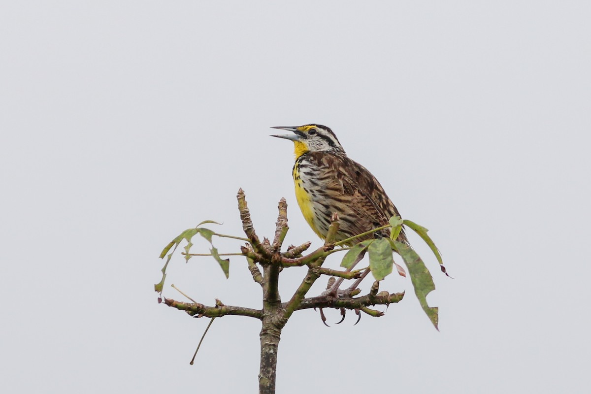 Eastern Meadowlark - David Garrigues
