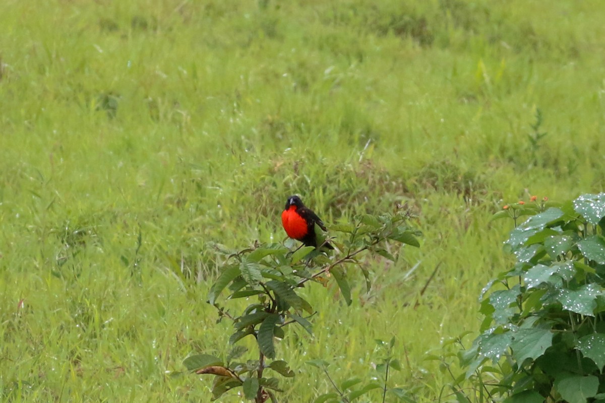 Red-breasted Meadowlark - David Garrigues