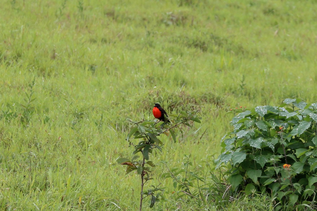 Red-breasted Meadowlark - David Garrigues