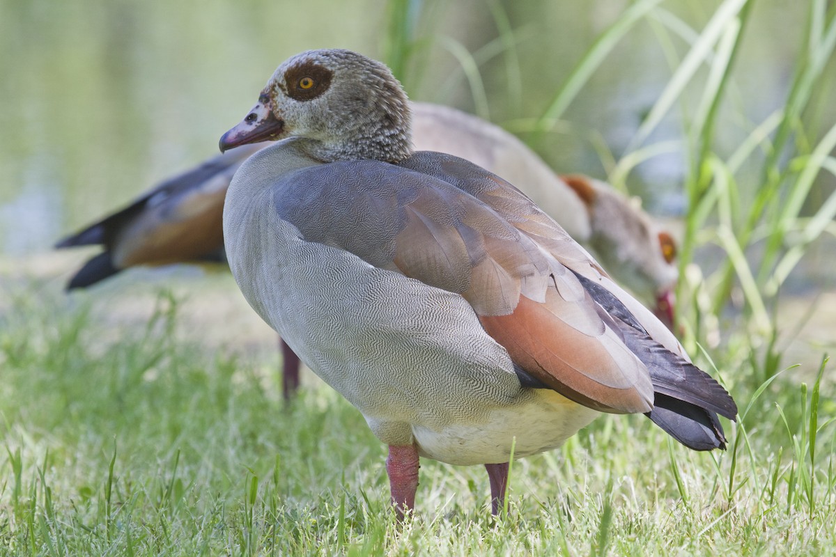Egyptian Goose - Liam Wolff