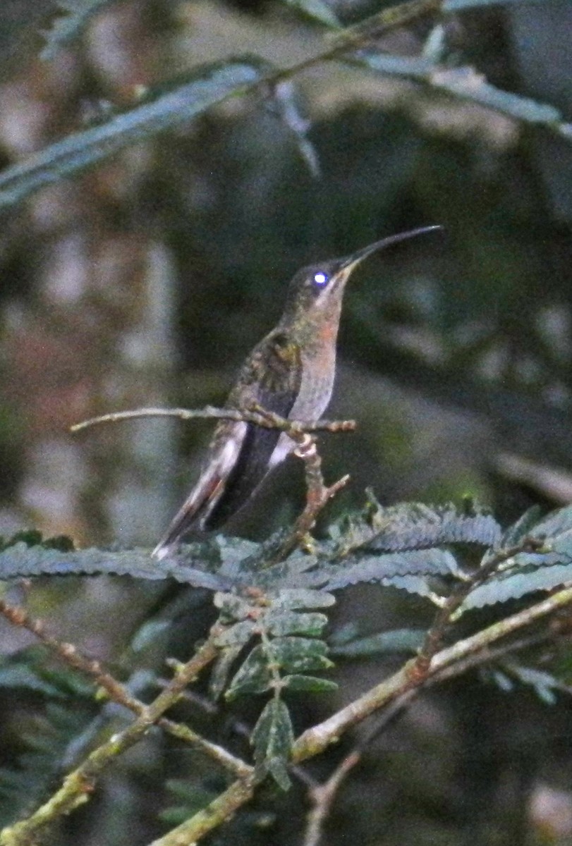 Rufous-breasted Hermit - ML152445851