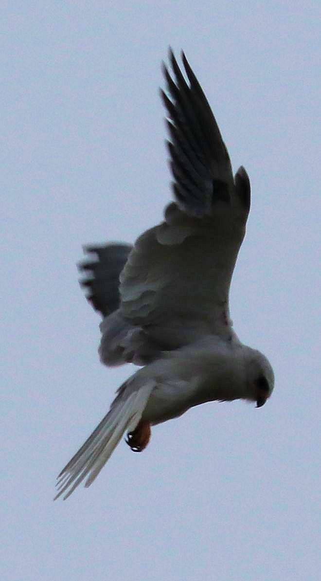 White-tailed Kite - ML152445891