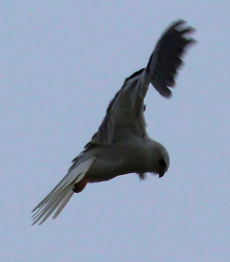 White-tailed Kite - ML152445901