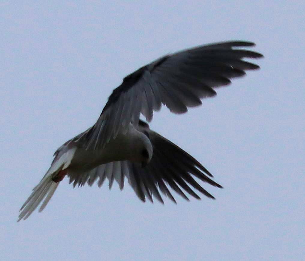 White-tailed Kite - ML152445911