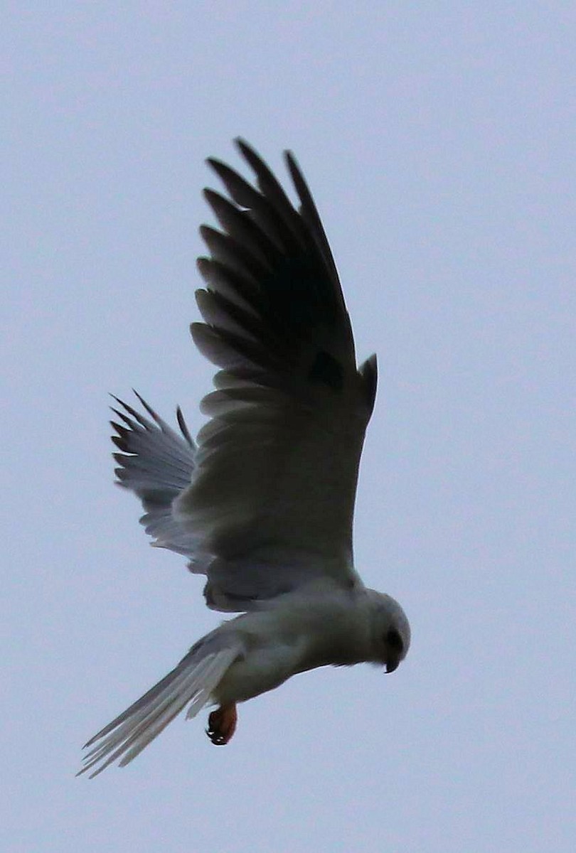 White-tailed Kite - David Kettering