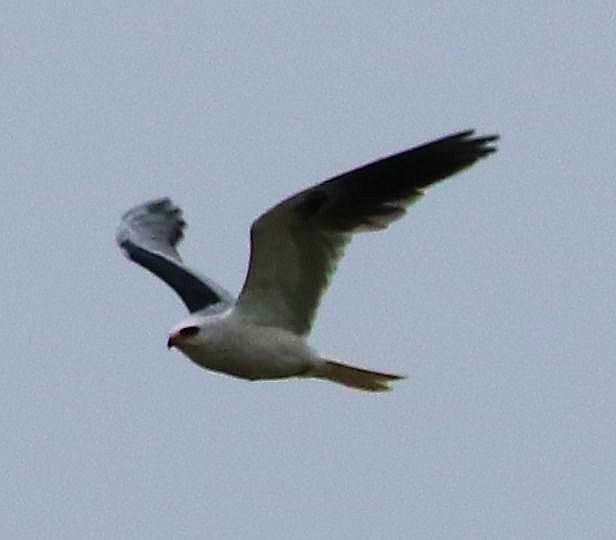 White-tailed Kite - ML152445971