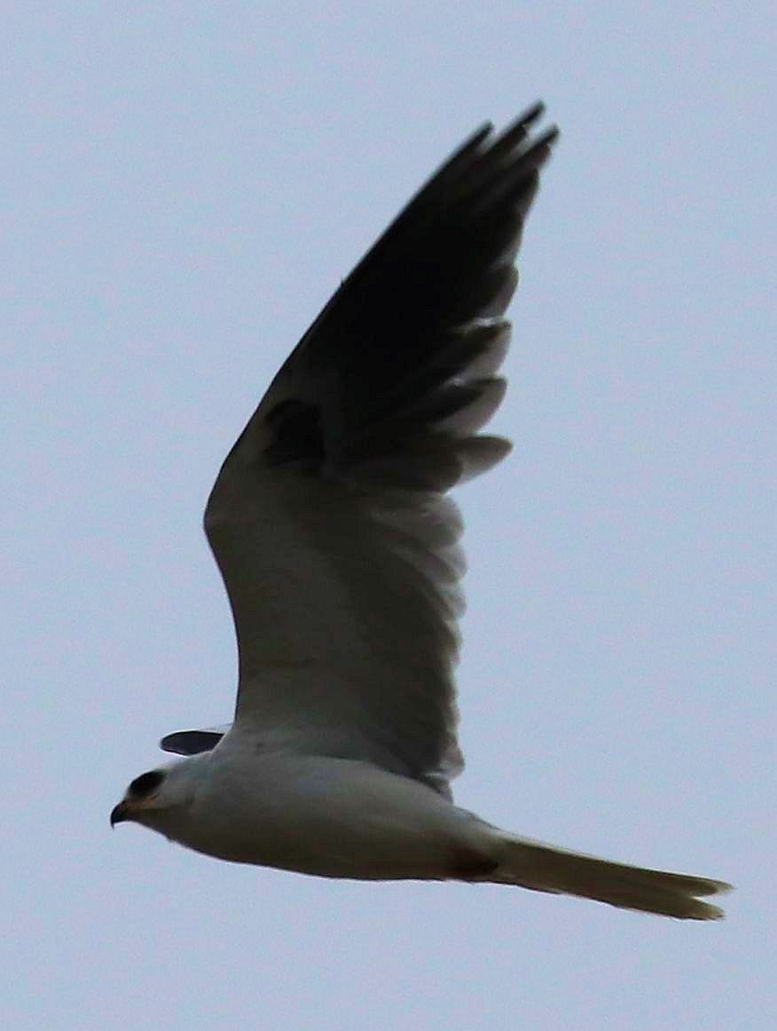 White-tailed Kite - ML152446051