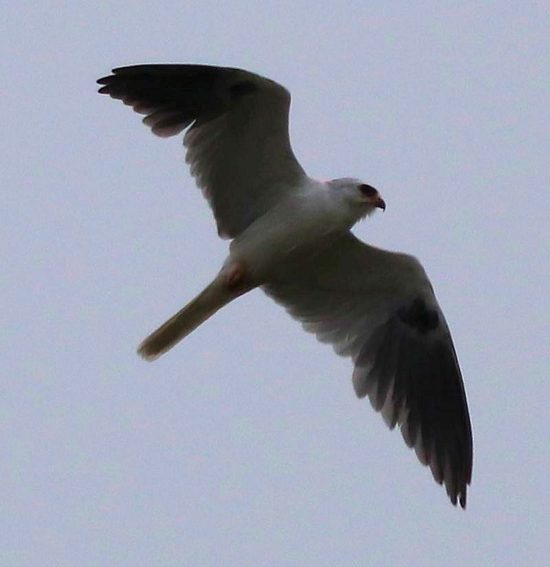 White-tailed Kite - David Kettering