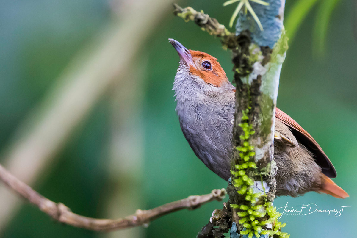 Red-faced Spinetail - ML152446161