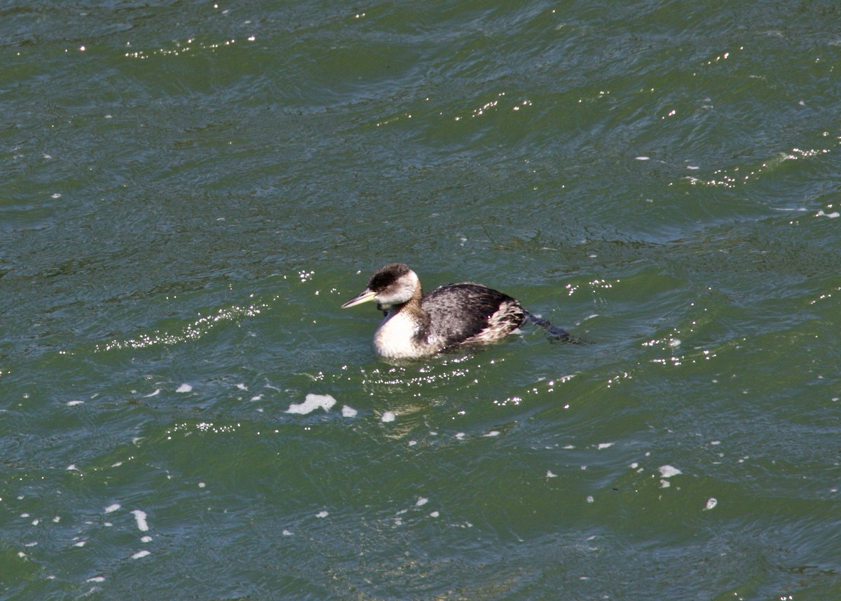 Red-necked Grebe - Dave Bengston
