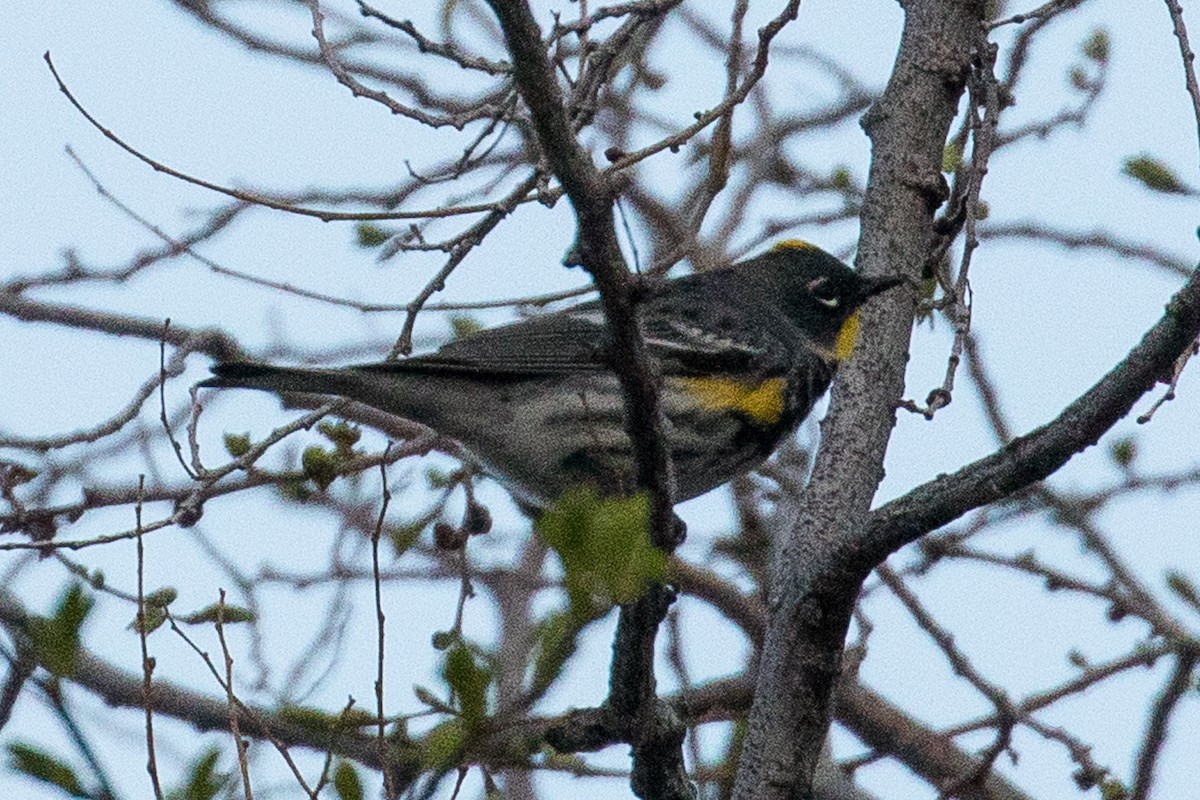 Yellow-rumped Warbler (Audubon's) - John Reynolds
