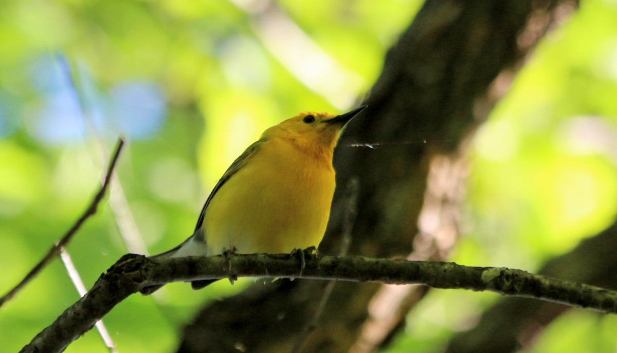Prothonotary Warbler - Cory  Norris