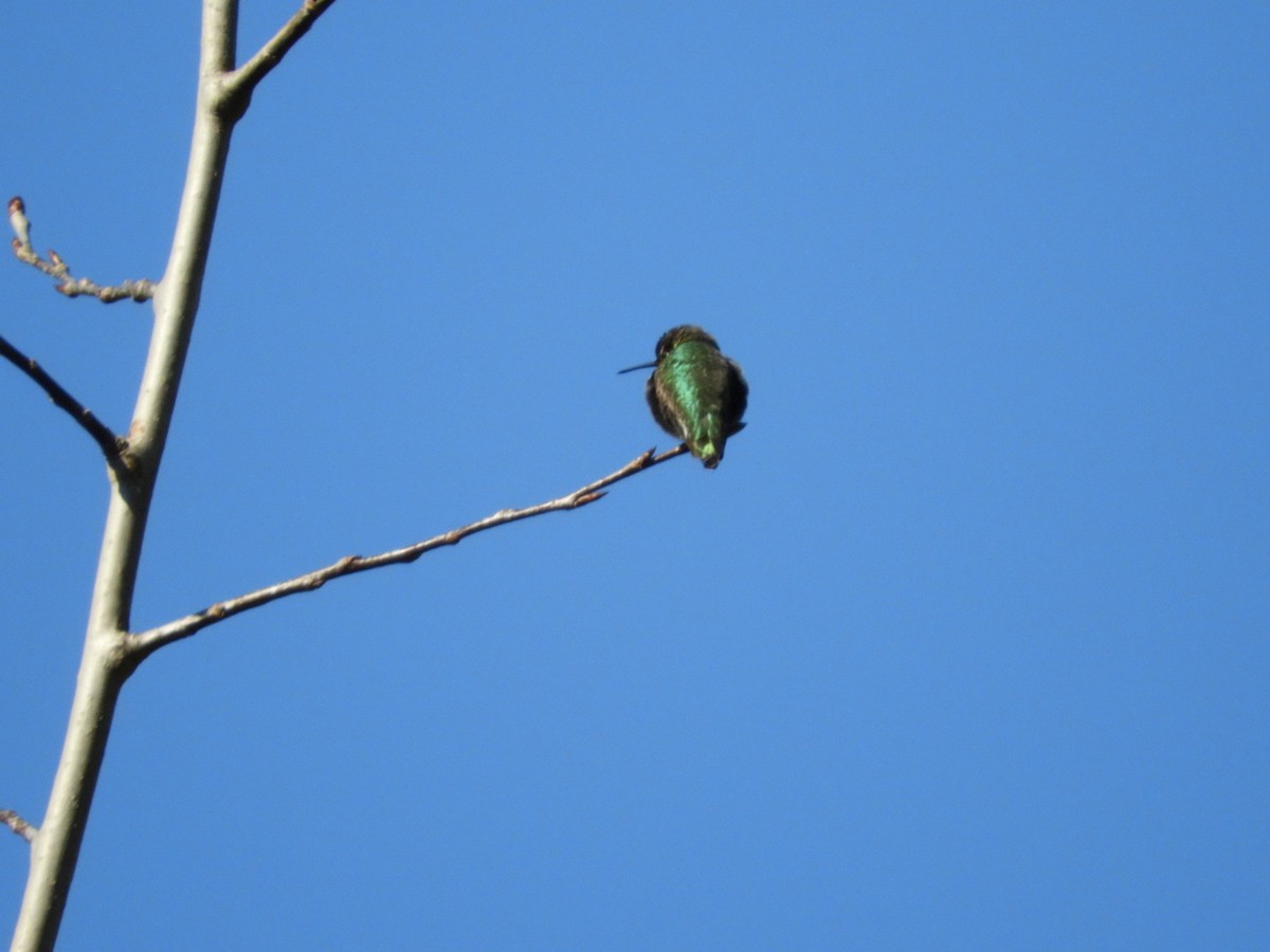 Anna's Hummingbird - Mark Stevens