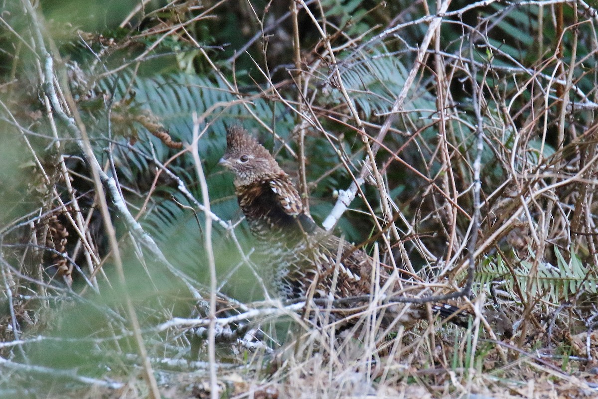 Ruffed Grouse - Kevin Lester