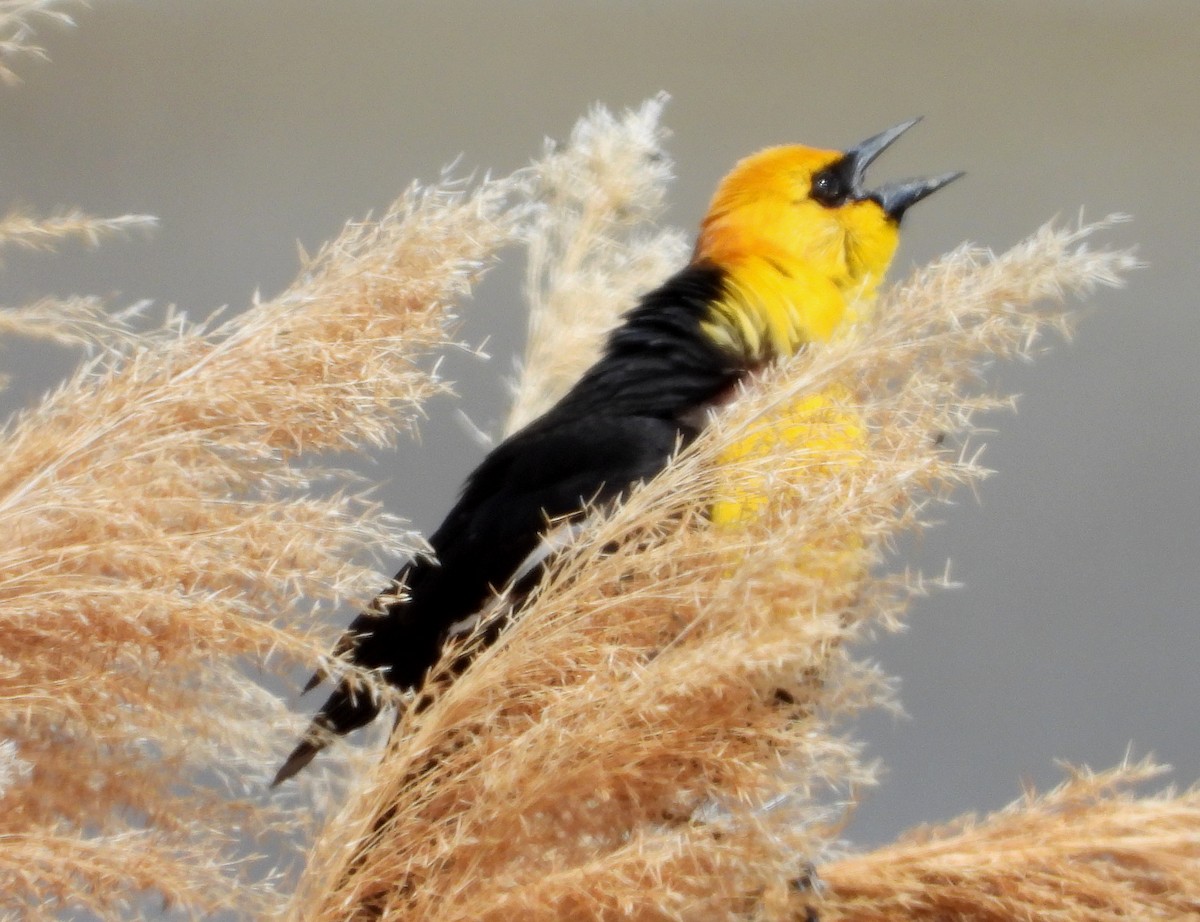 Yellow-headed Blackbird - Lauri Taylor