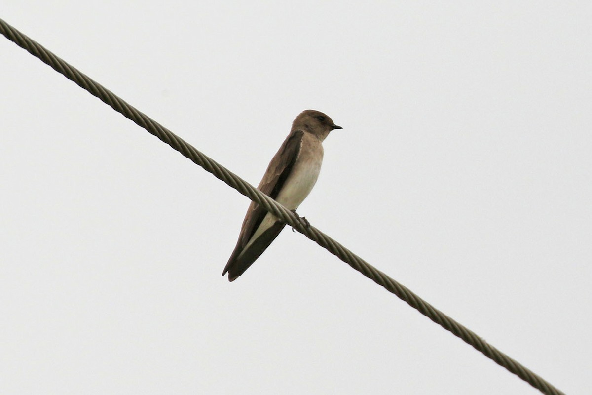 Northern Rough-winged Swallow - Kristy Baker