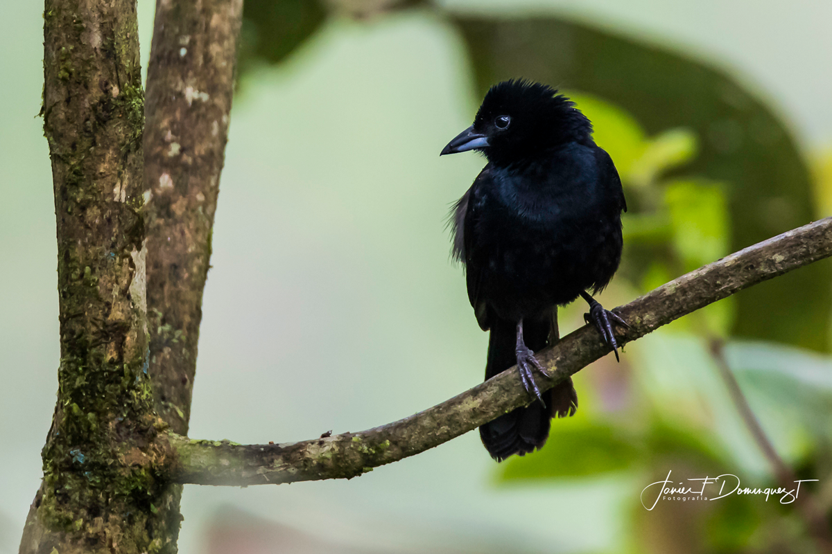 White-lined Tanager - ML152450191