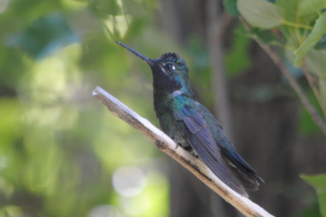 Rivoli's Hummingbird - ML152450271