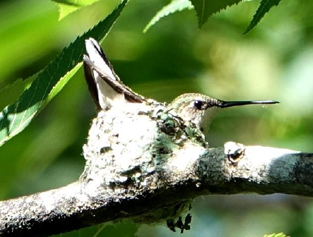 Ruby-throated Hummingbird - Margi Haas