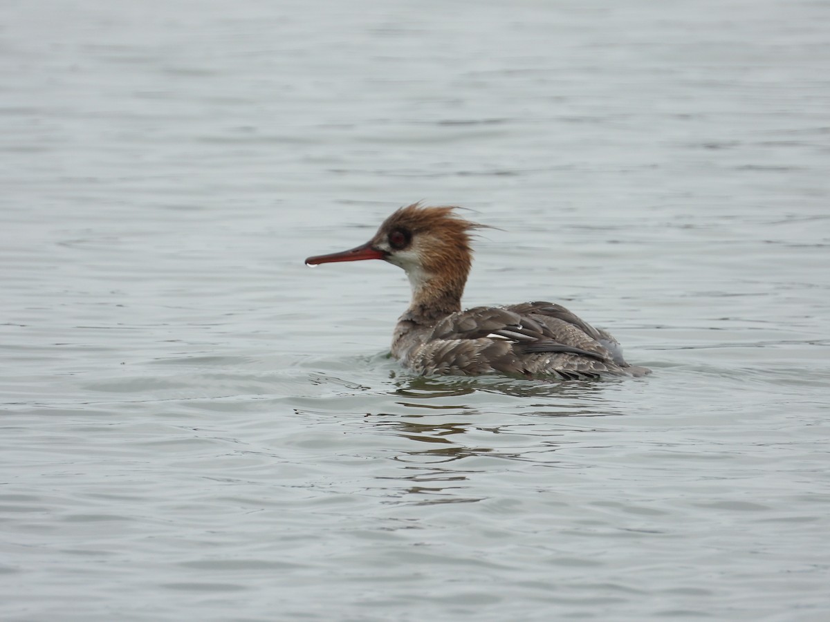 Red-breasted Merganser - Chad Wilson