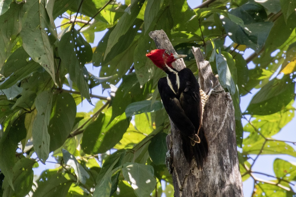 Pale-billed Woodpecker - Devon Bradley