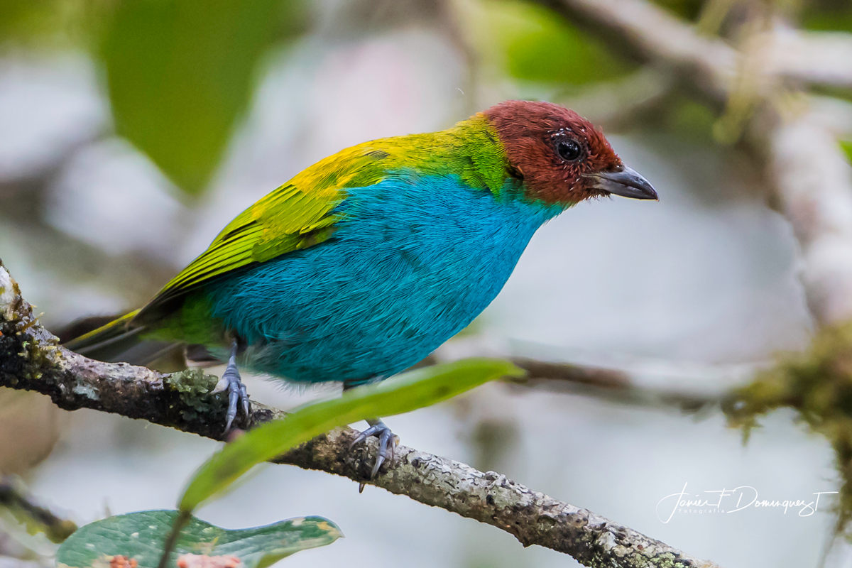Bay-headed Tanager - ML152451451
