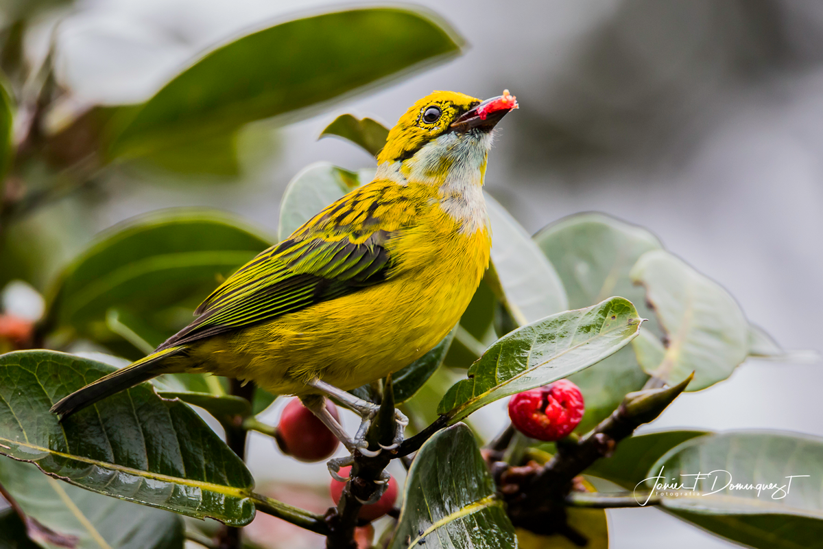 Silver-throated Tanager - ML152451991