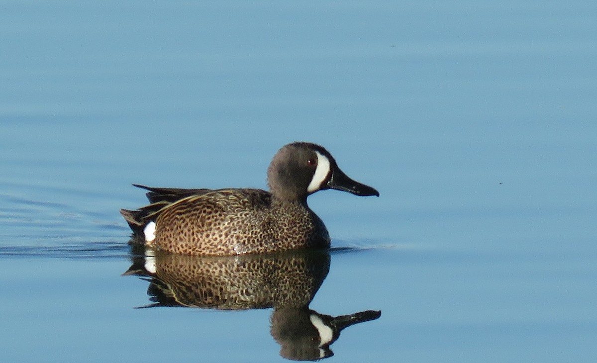 Blue-winged Teal - ML152452371