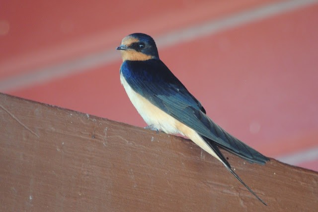 Barn Swallow - ML152452551