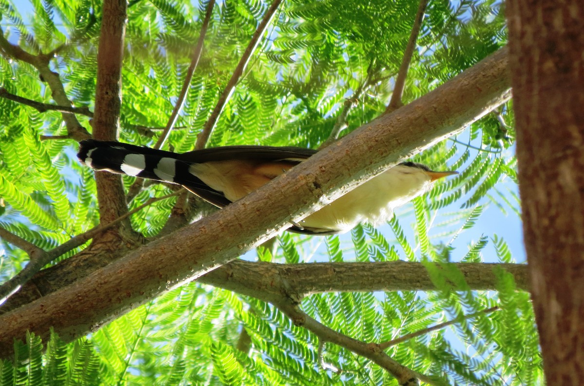 Mangrove Cuckoo - Paz A. Irola