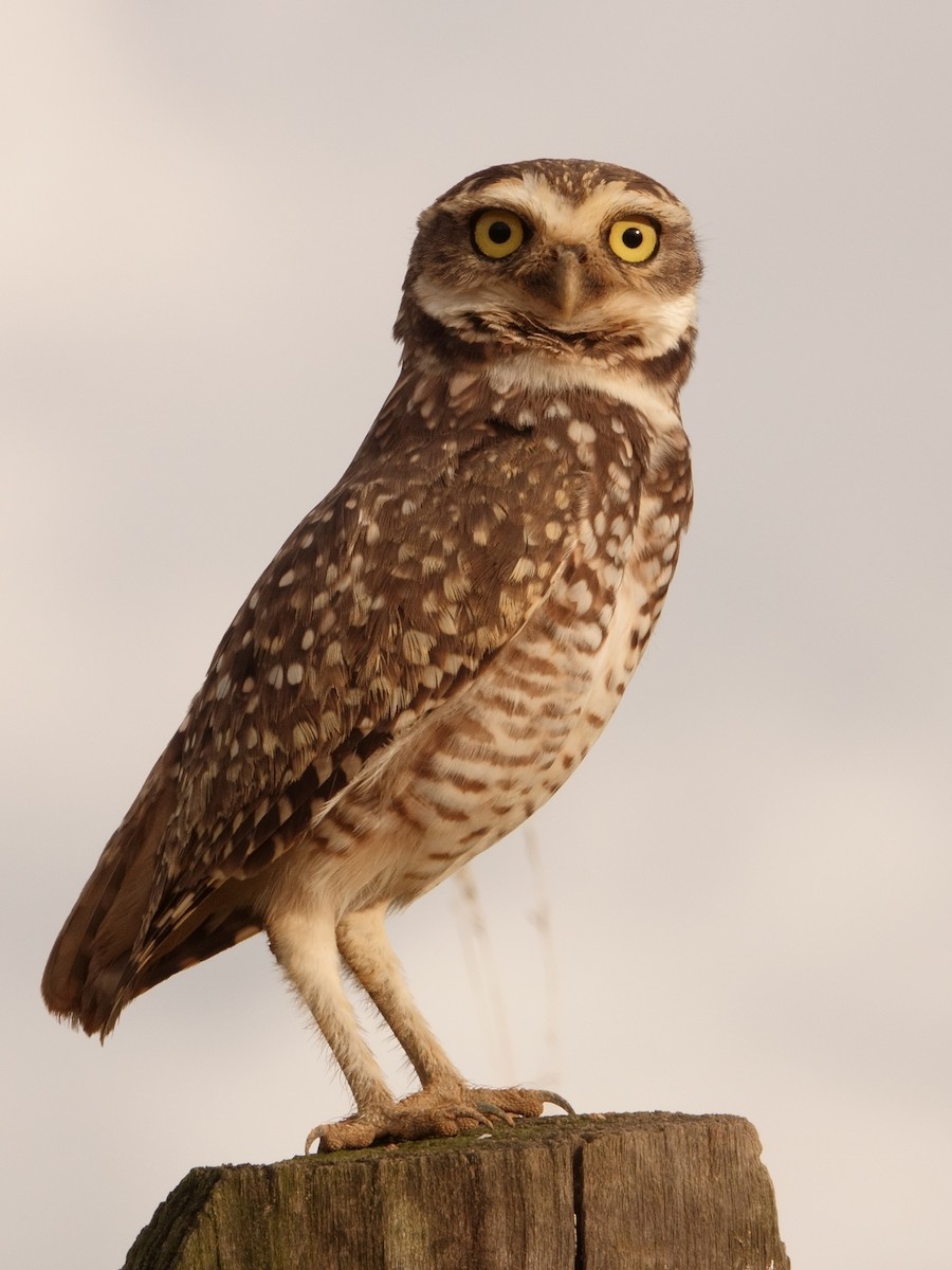 Burrowing Owl - Bradley Davis