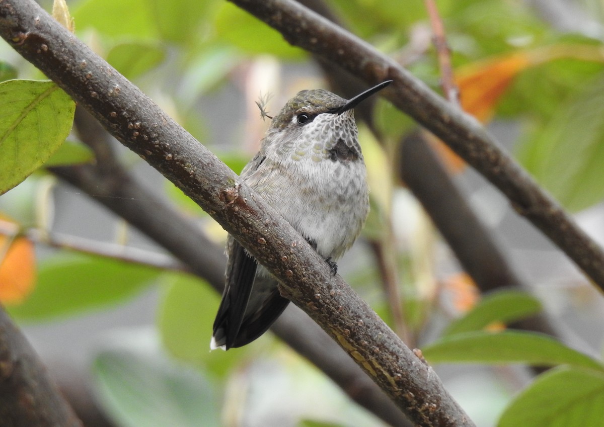 Anna's Hummingbird - Robert Raffel