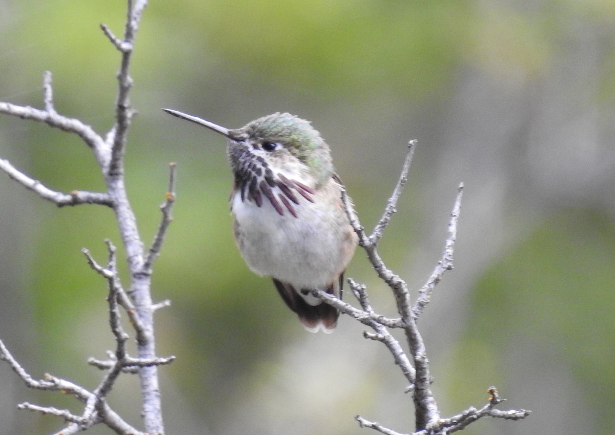 Calliope Hummingbird - ML152454791