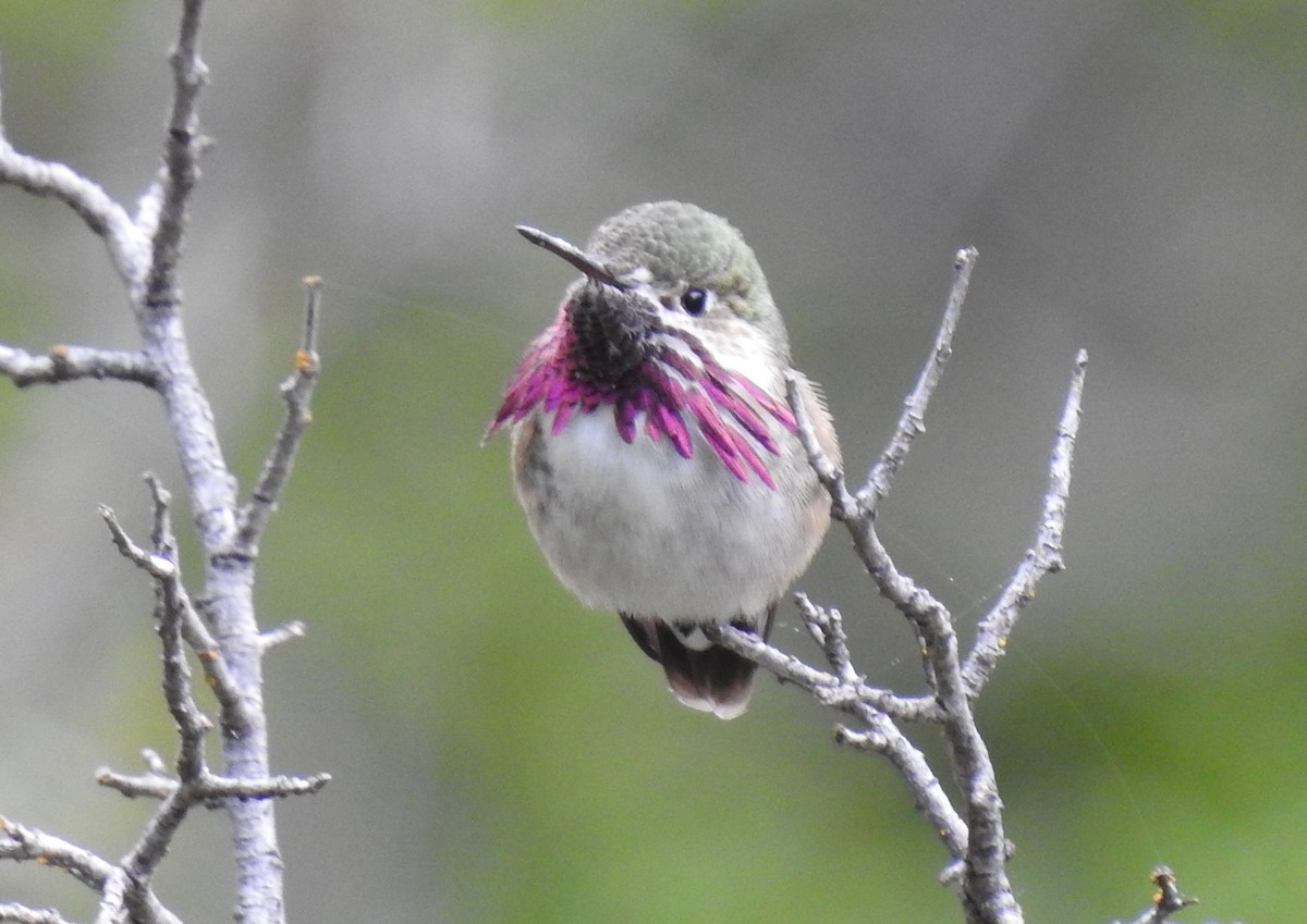 Calliope Hummingbird - ML152454801